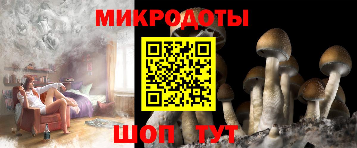 Галлюциногенные грибы Psilocybe Великие Луки